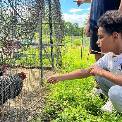 Kid feeding a Rooster