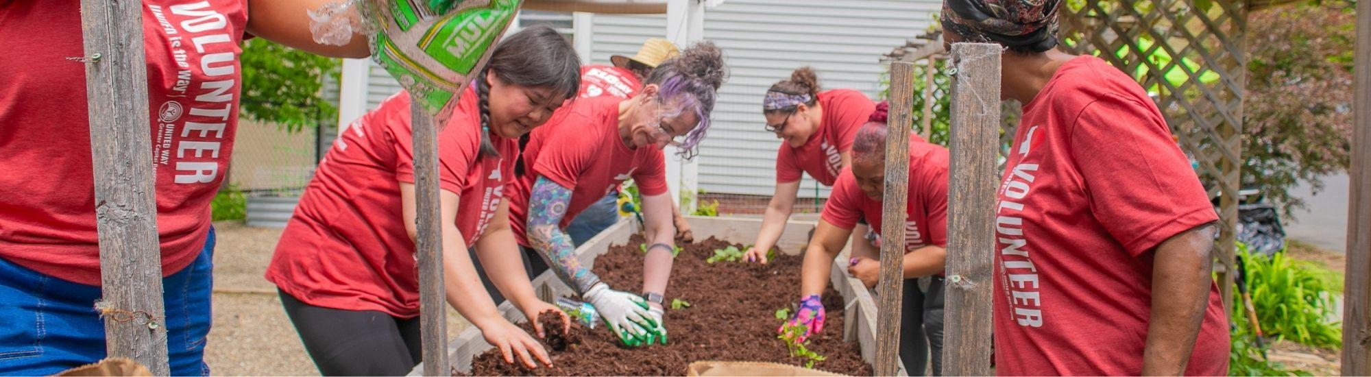 multiple volunteers planting in garden bed